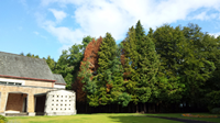 Crematorium Infected Trees